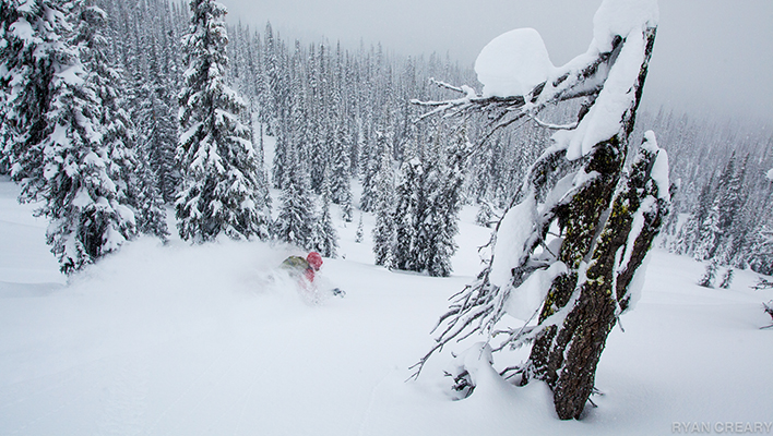 Photo of the Day: Tree Runner