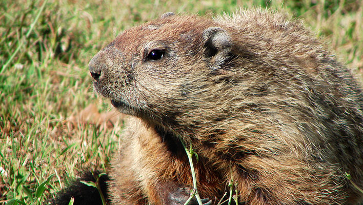 Special investigation finds Protect Our Winters, Punxsutawney Phil in cahoots