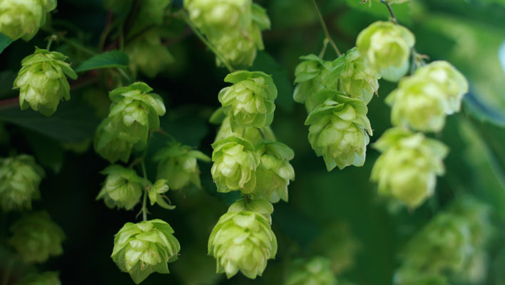 Hop to It: Your favorite flower, explained