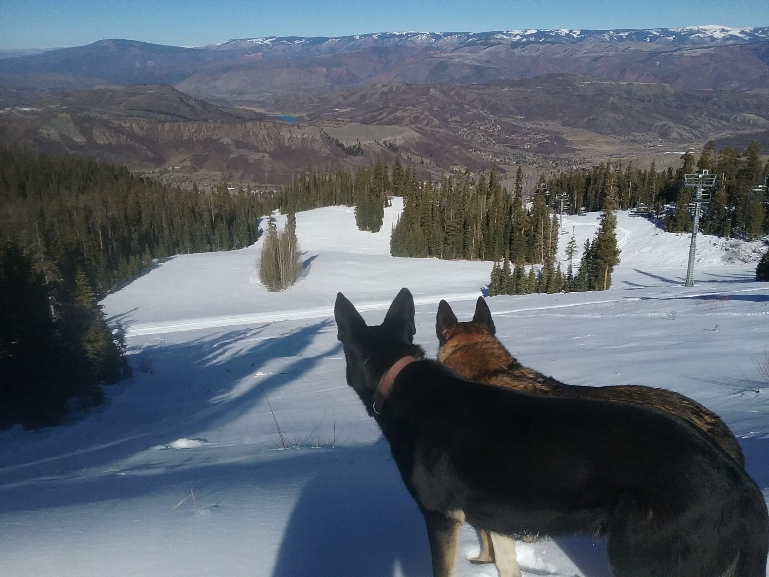 Beneath the snow: Training for avalanche rescue dogs in Colorado